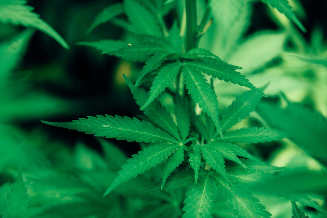 A close-up photo of a marajuana plant
