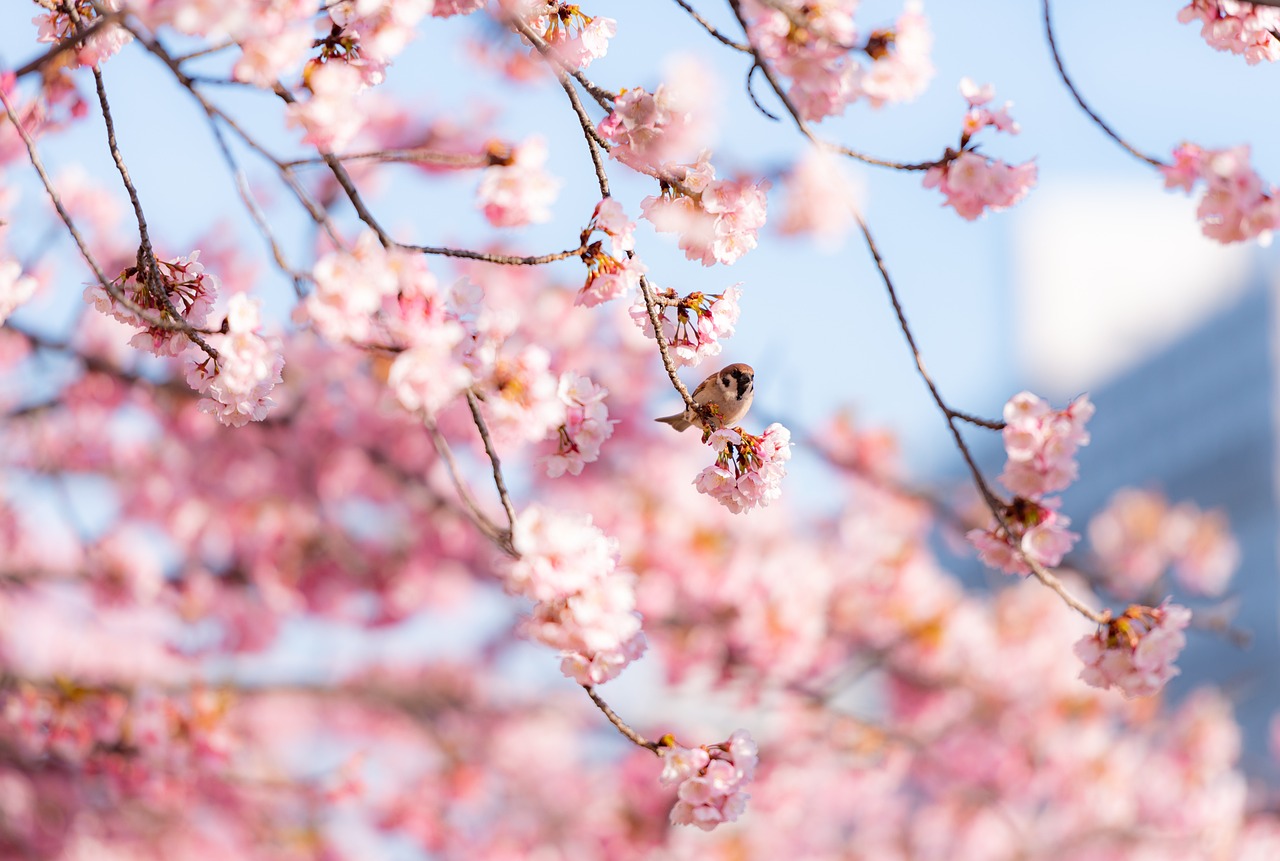 Sakura Japan 2025