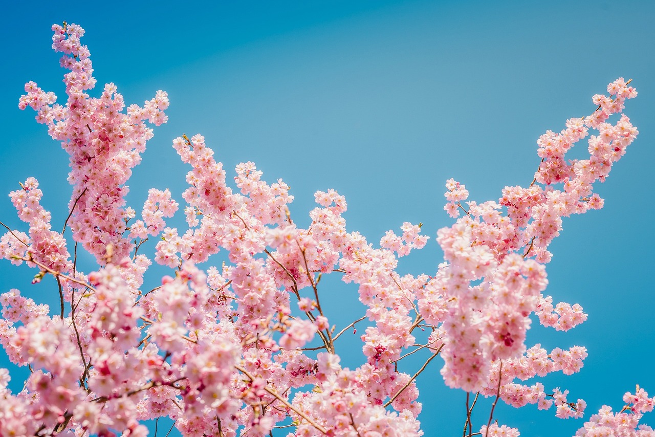 Cherry Blossom Japan