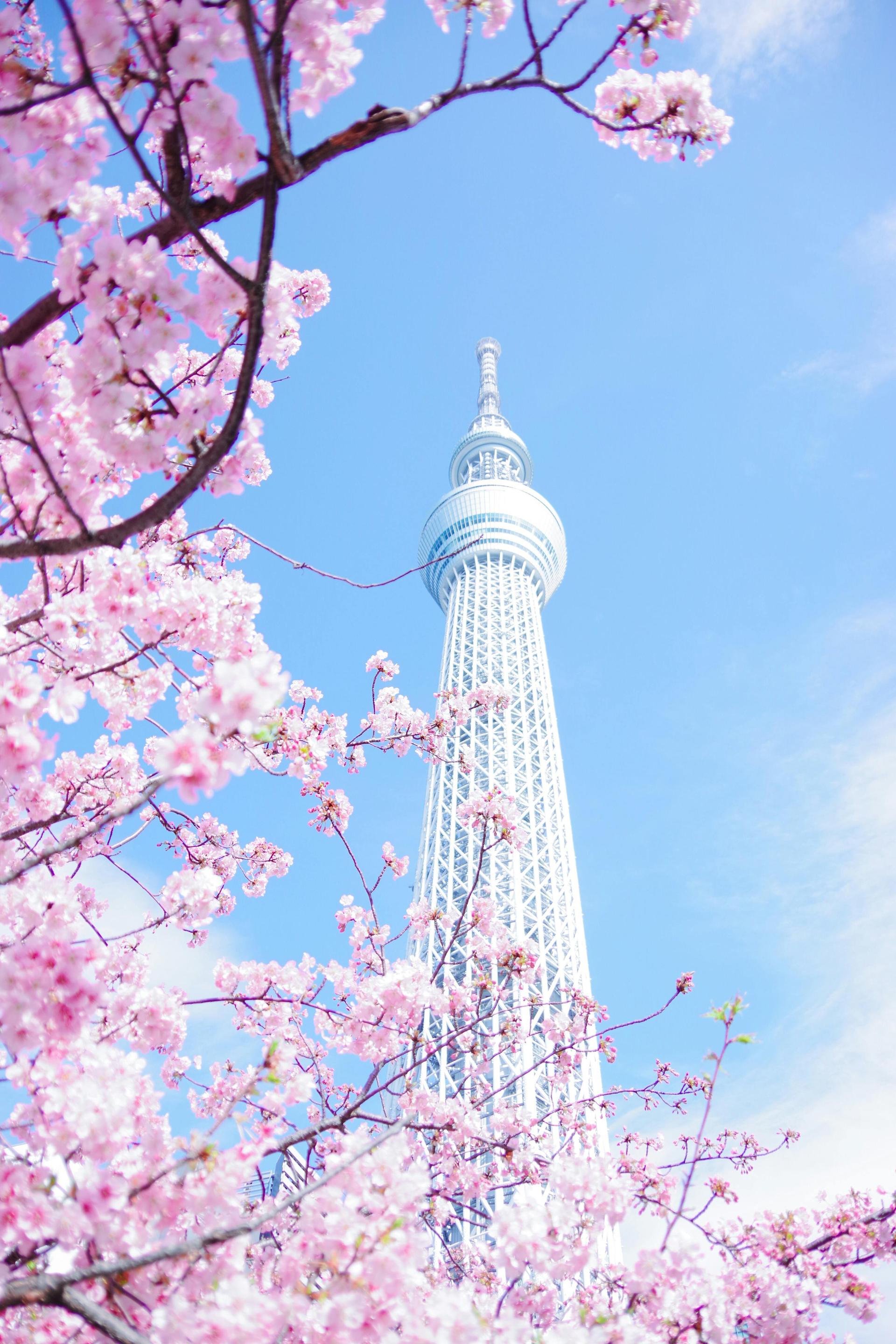 Sakura