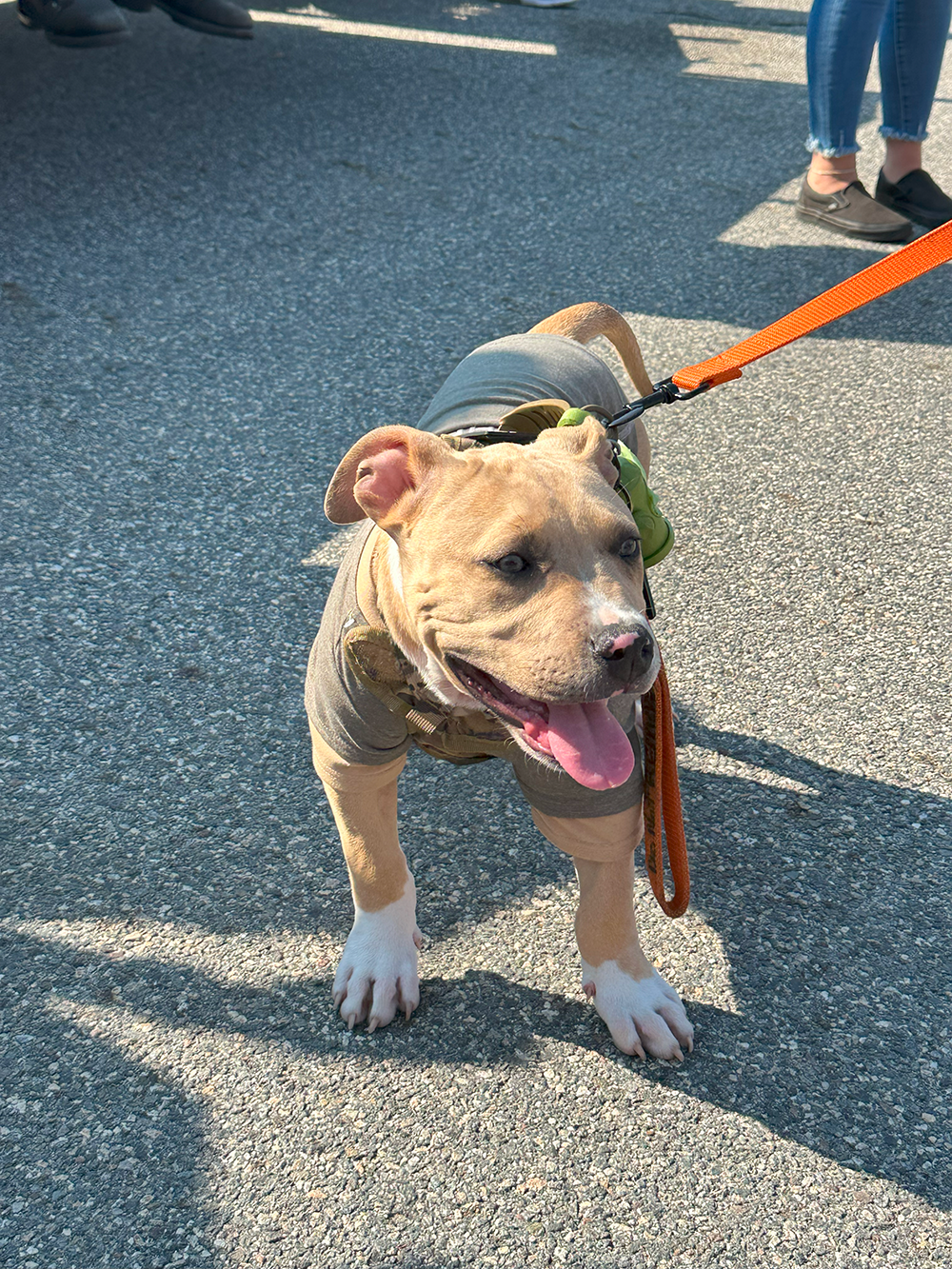 a dog on a leash