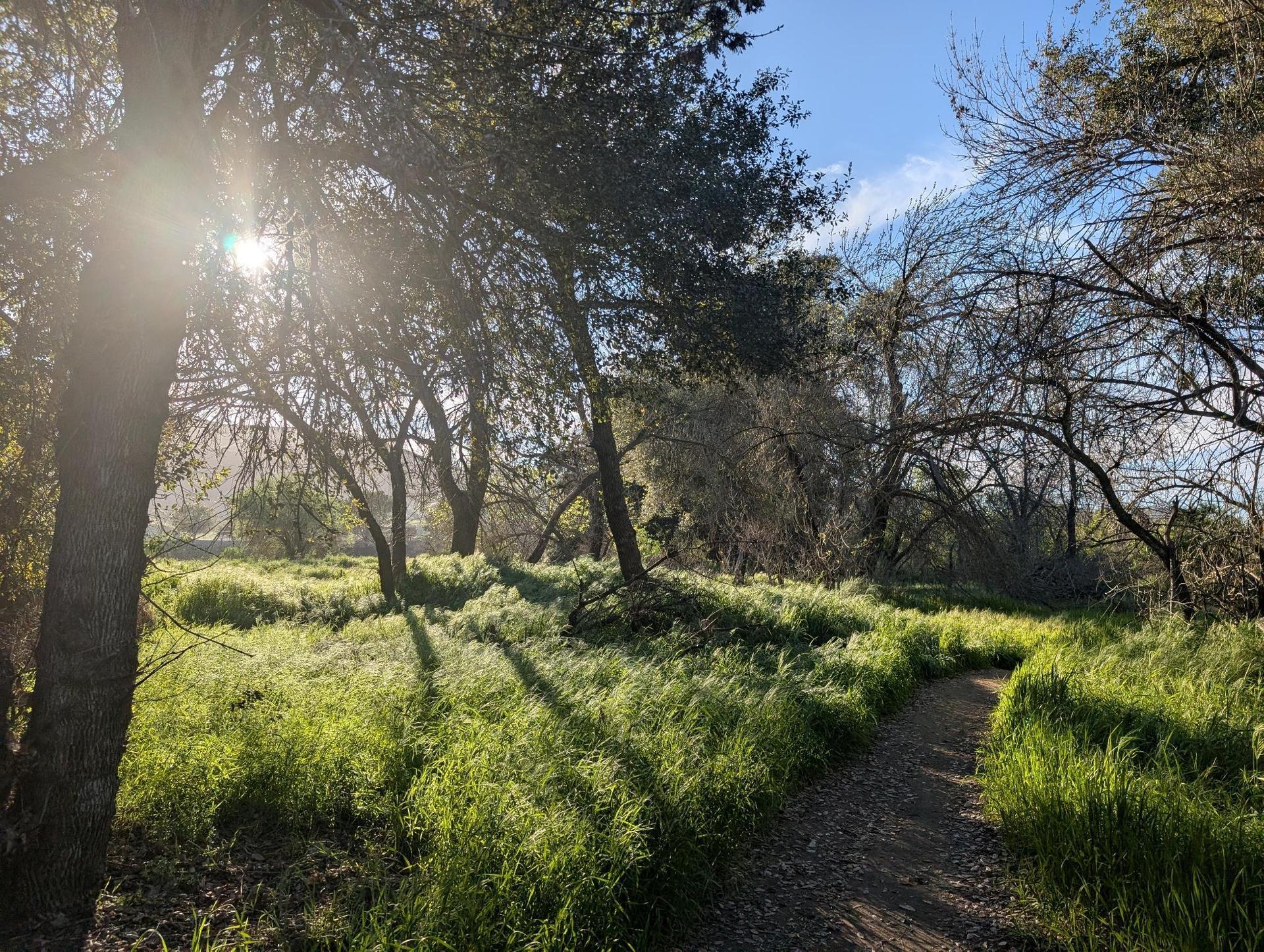 Shaded trail through trees at the Santa Rosa Plateau