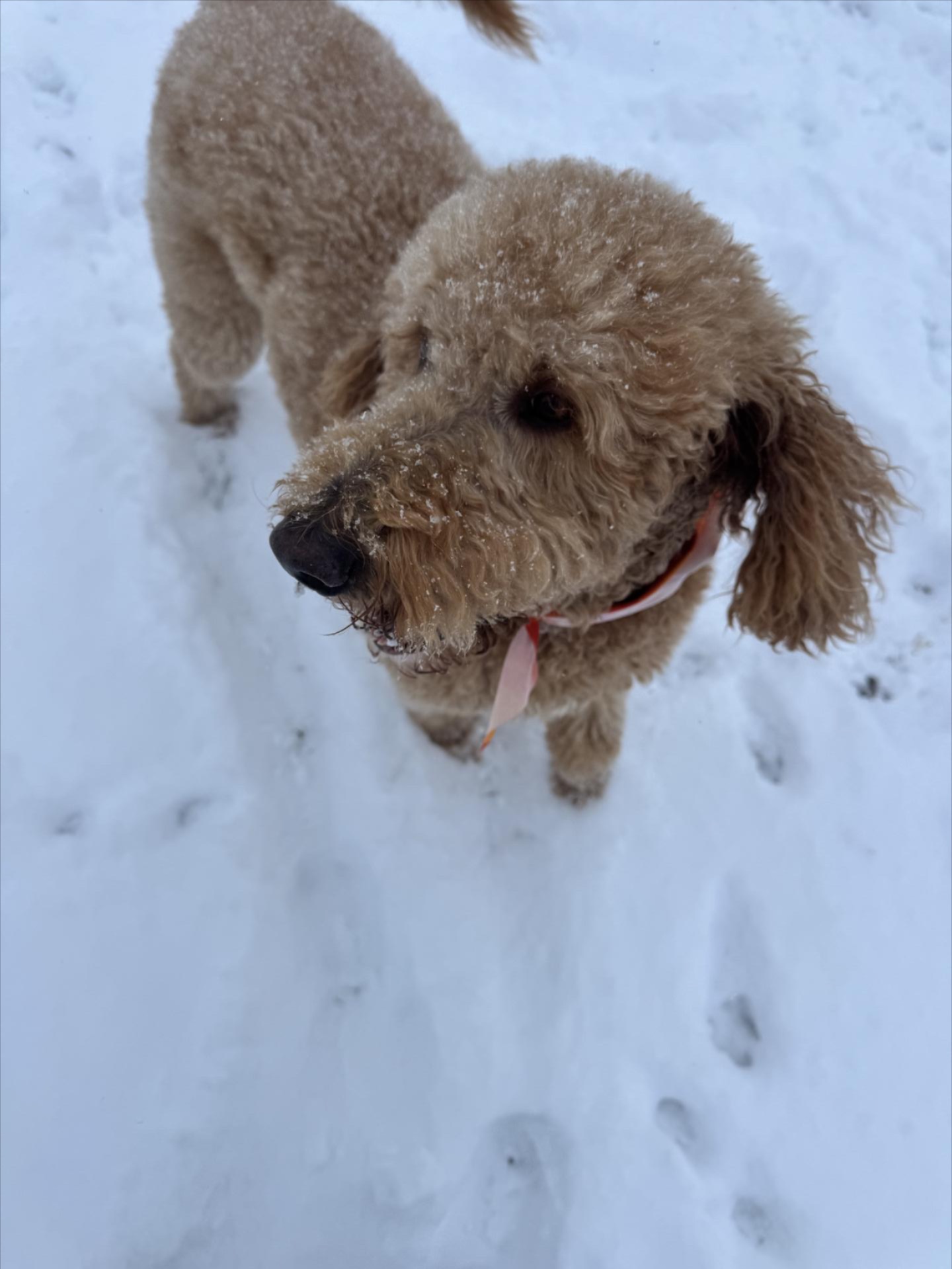 Goldendoodle enjoying winter snow in Cass County