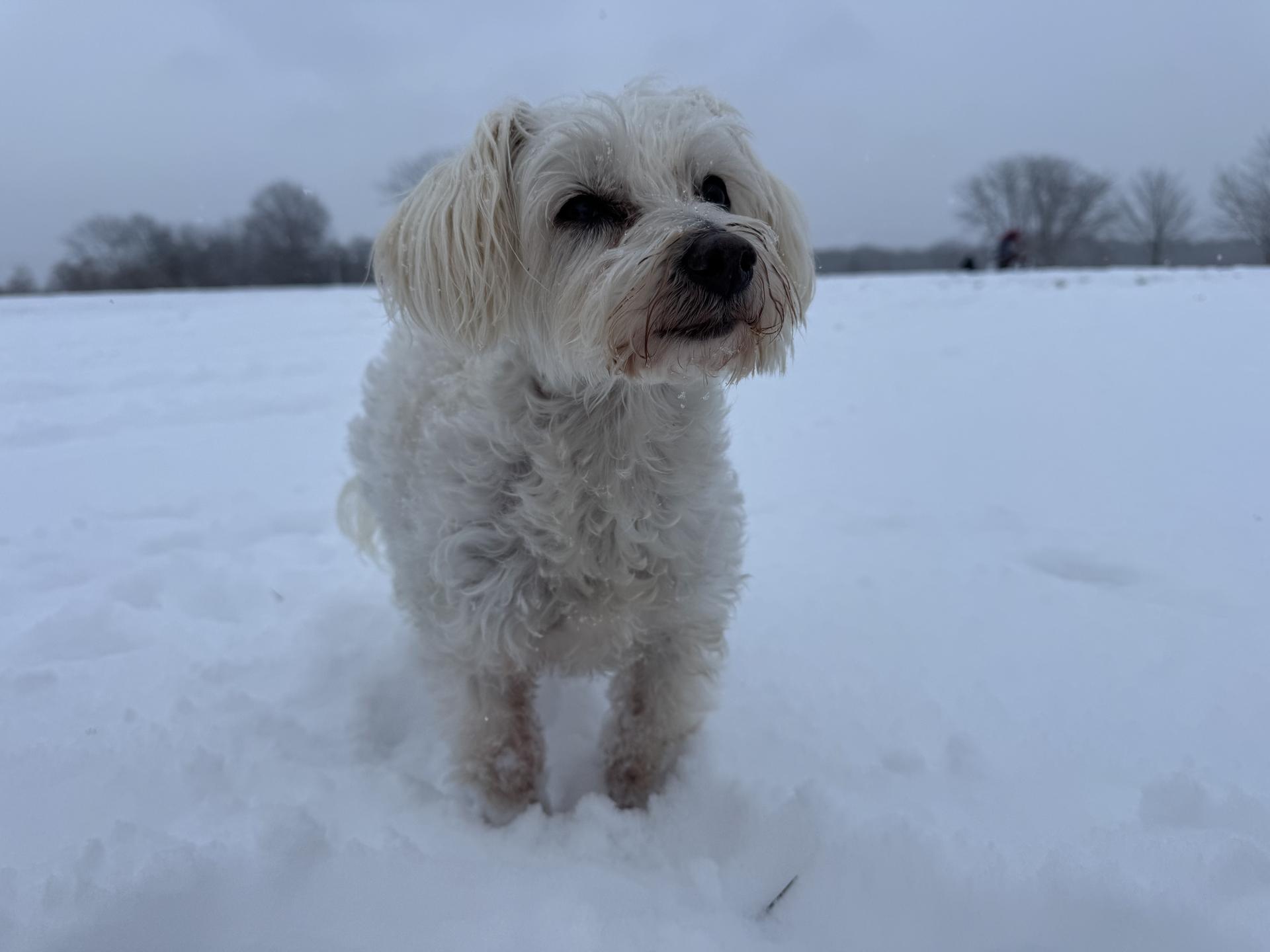 Small white dog standing in fresh Cass County Snow