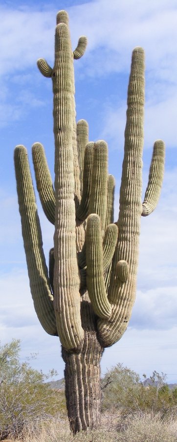 Saguaro cactus