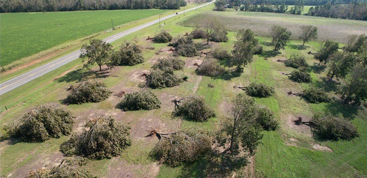 Hurricane Helene uprooted a significant number of pecan trees across South Georgia.