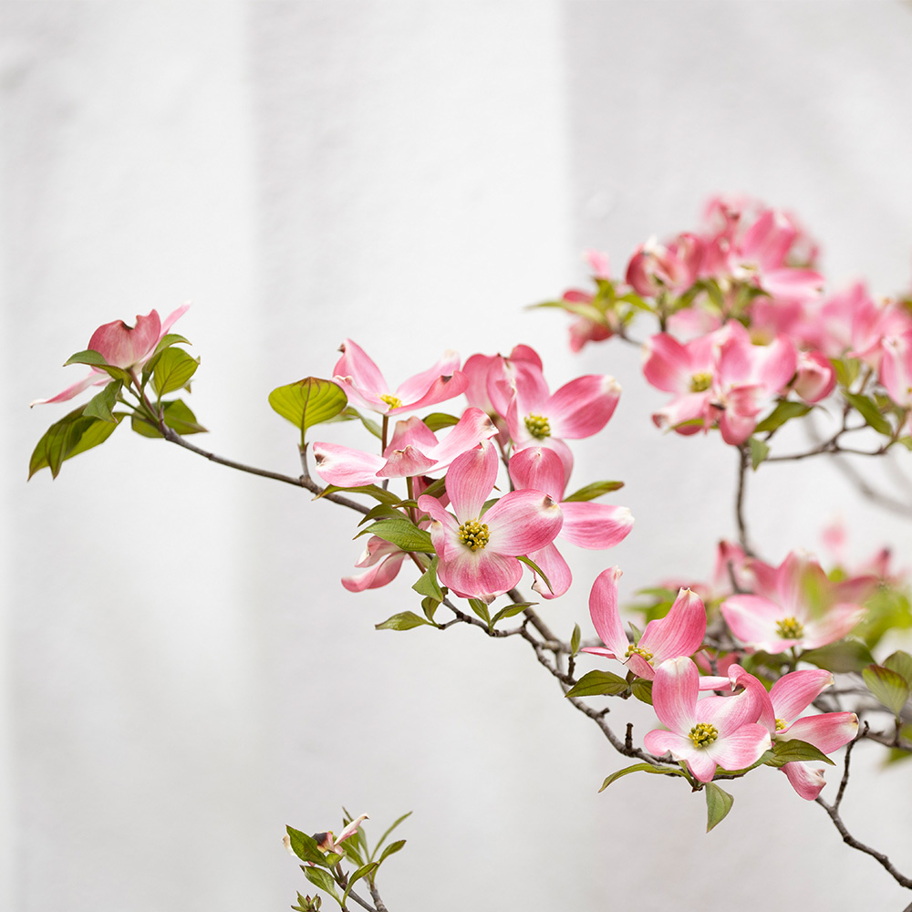 Pink dogwood blossoms in spring in front of the UGA Chapel