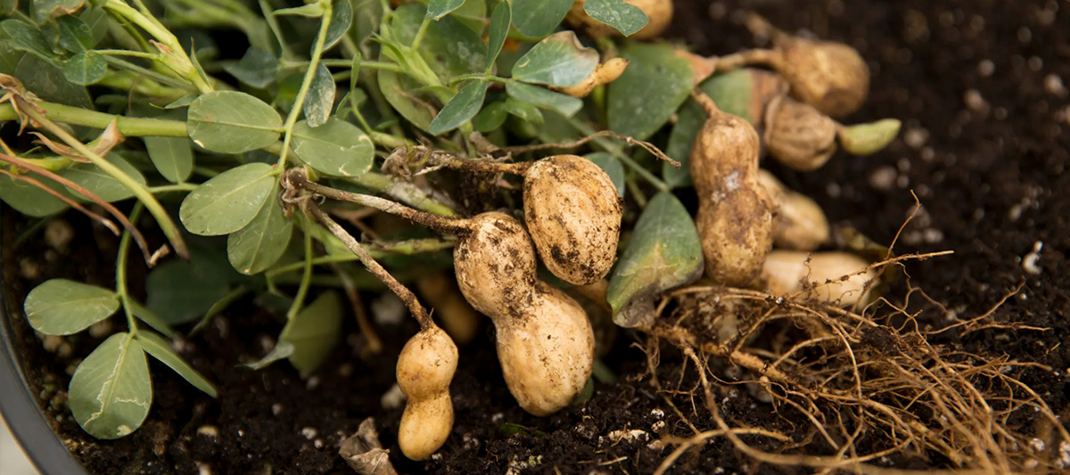 Close up of new peanut cultivar developed by UGA scientists. (Andrew Davis Tucker/UGA)