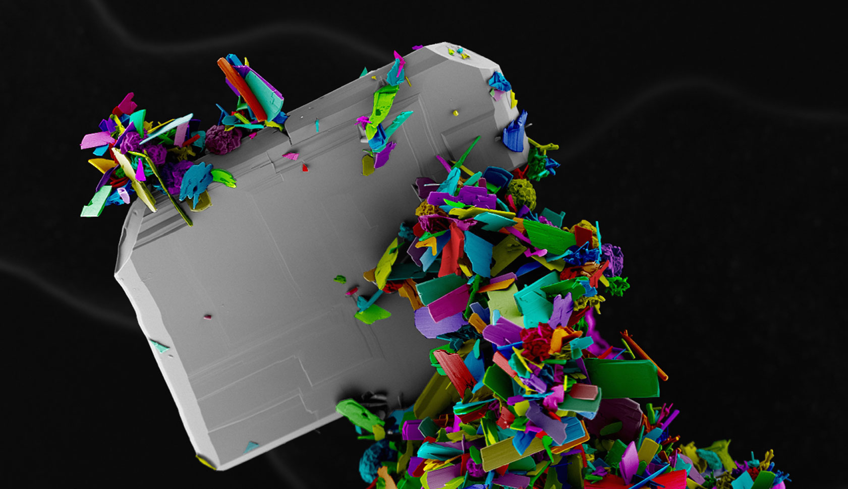 free living trophozoites