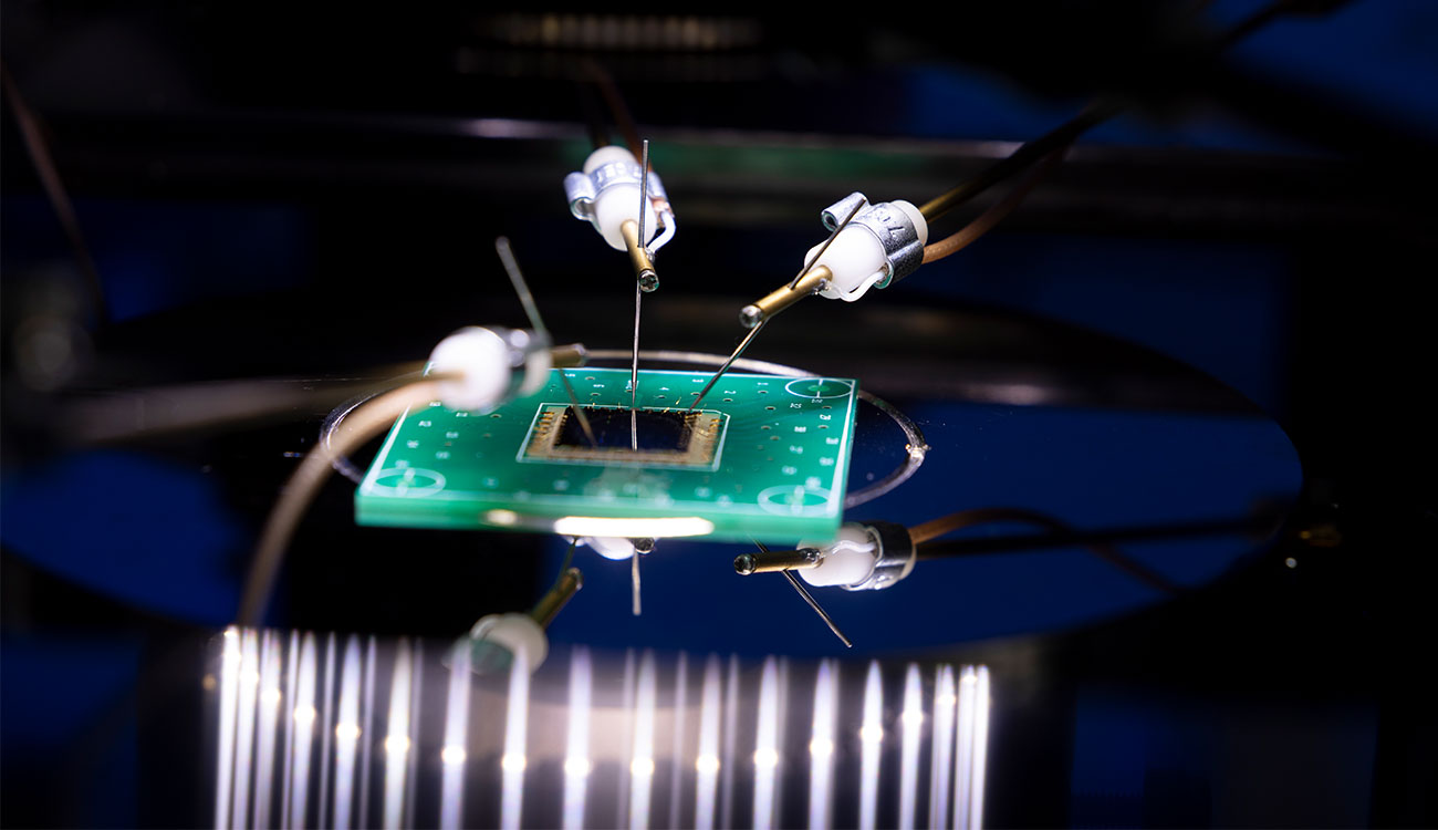 free living trophozoites