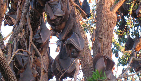 bats