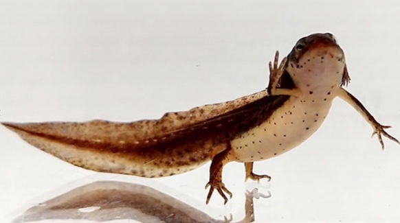 salamander