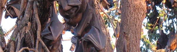 bats