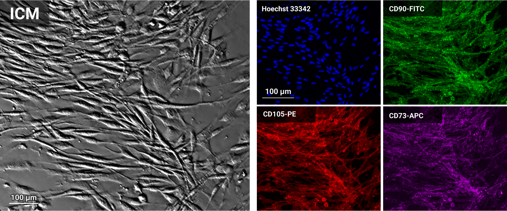 iPSCs grown in the RocketCell™ 3D iPSC Xeno-Free Complete Growth Kit