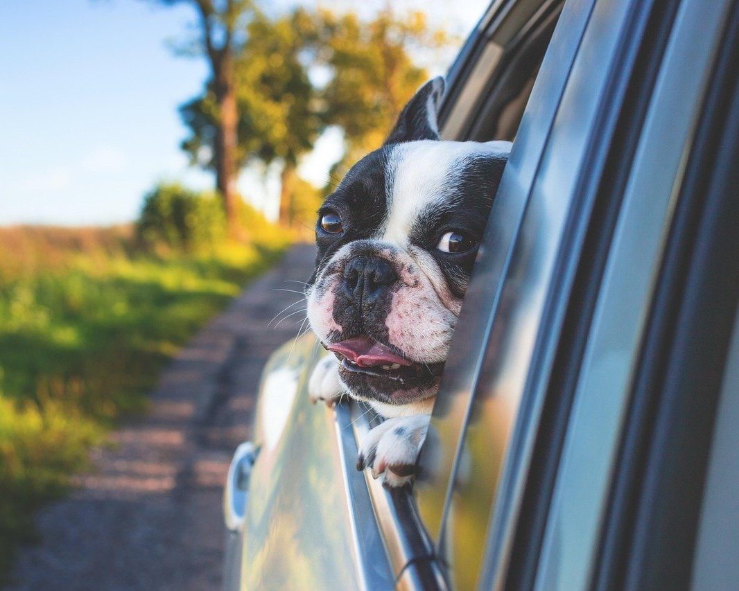 Woman and Dog Woman and Dog