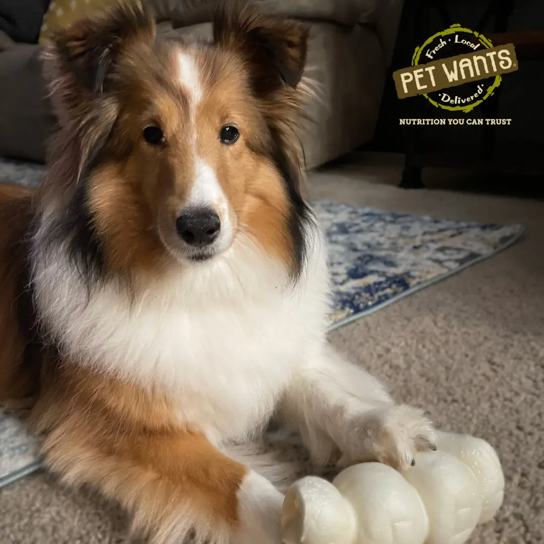 Shop Pet Chews