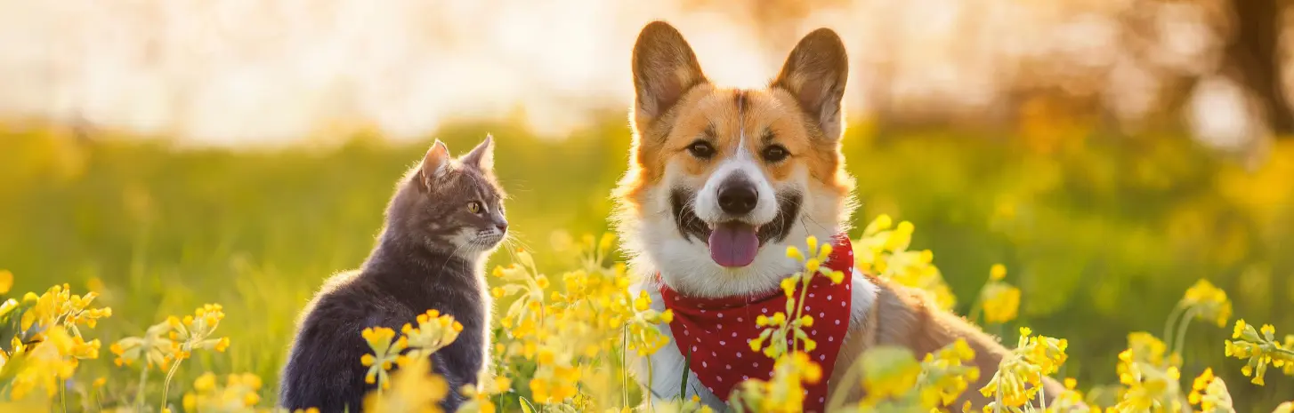 A cute cat and dog waiting for their fresh, nutritious food