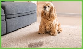Pet Odor and Urine Cleaning Service in Midlothian, Texas - Towers Restoration and Cleaning Pet Odor and Urine Cleaning Service in Midlothian, Texas - Towers Restoration and Cleaning