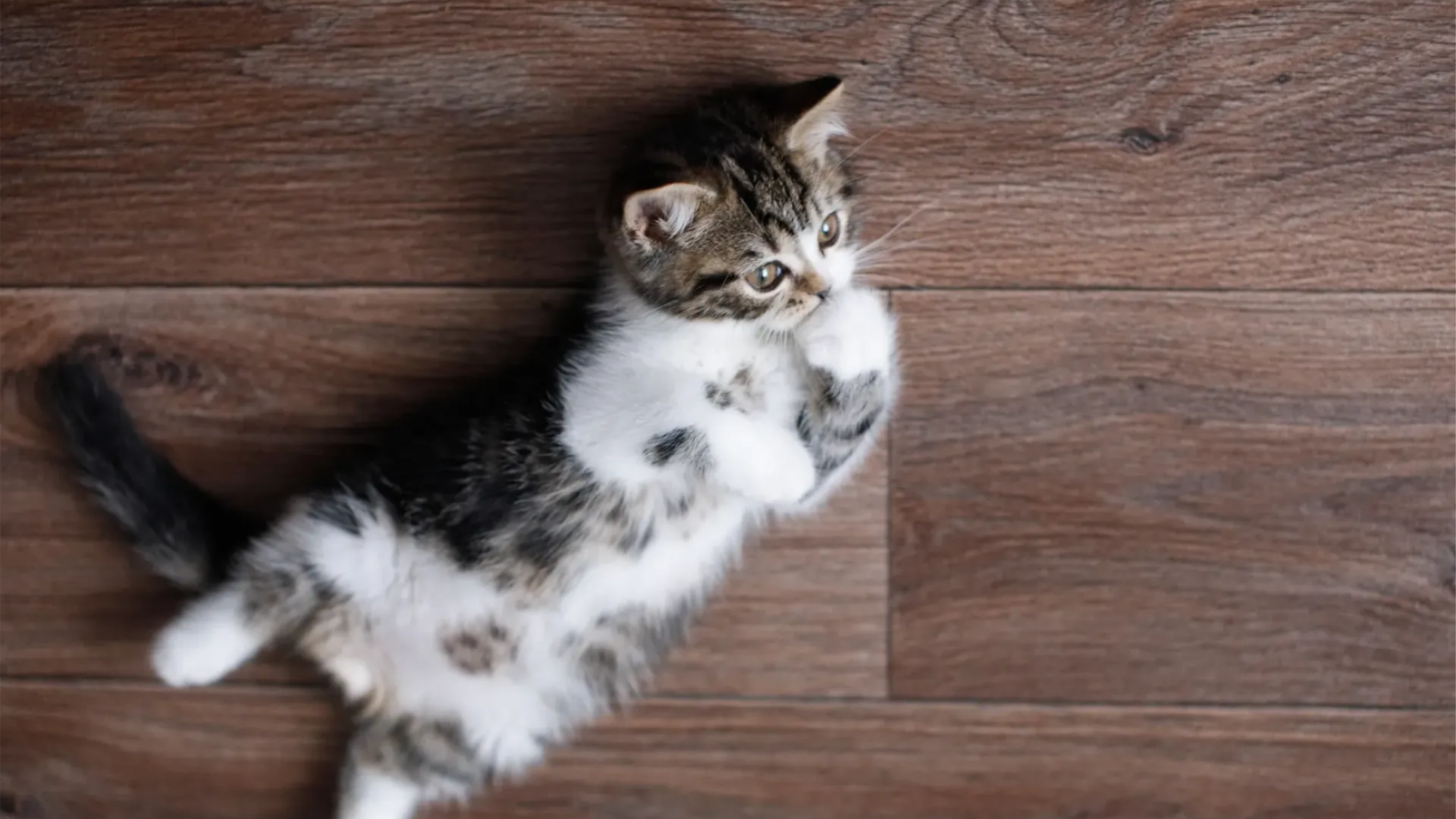 Family laying on Luxury Vinyl Plank Flooring
