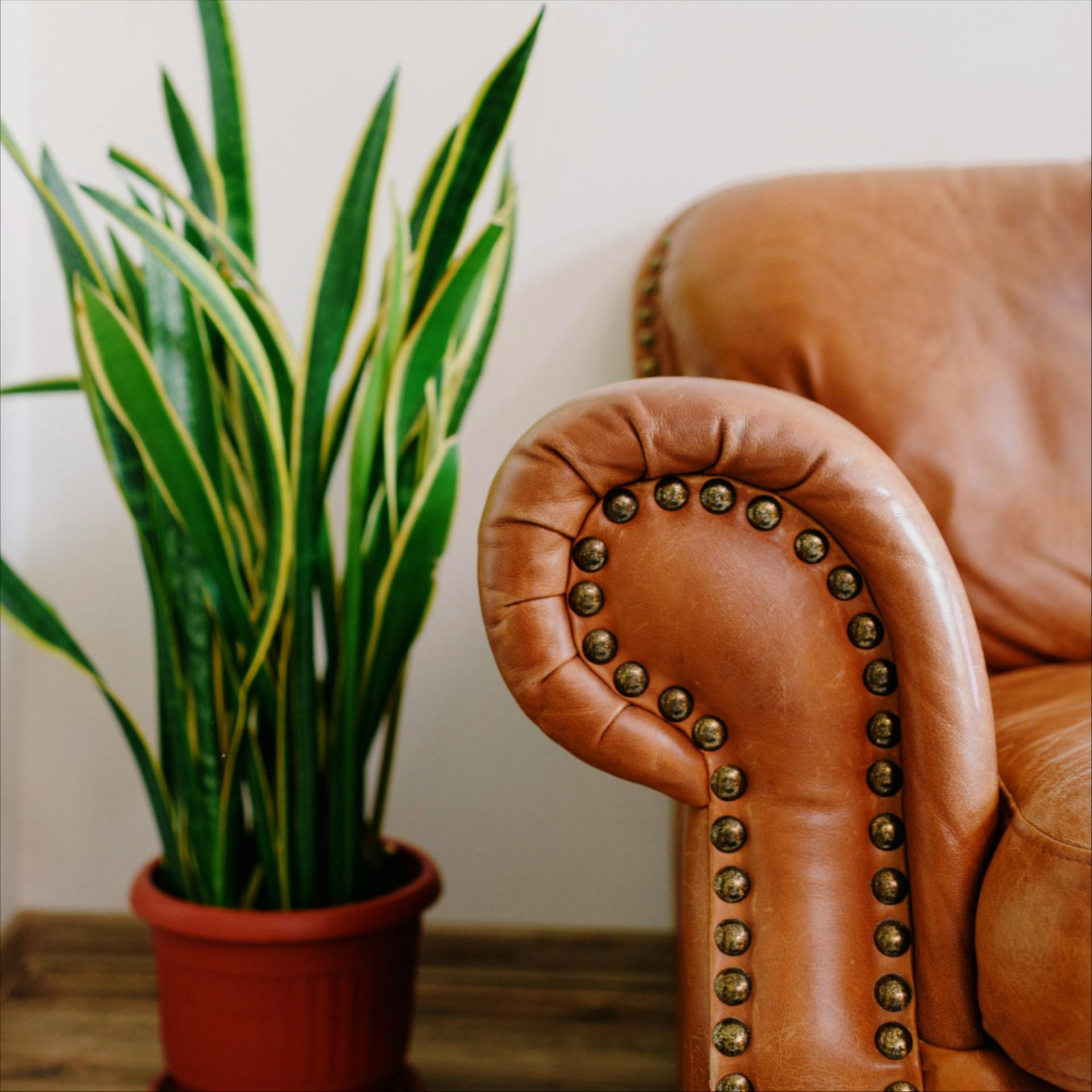 Steam cleaning services Chehalis, WA