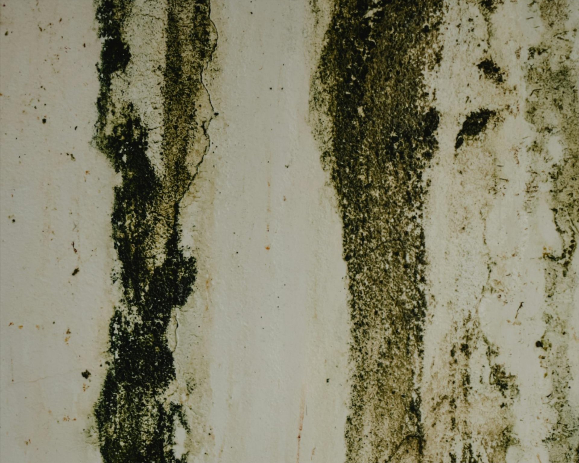 Fungus Treatments in Rainsville, AL