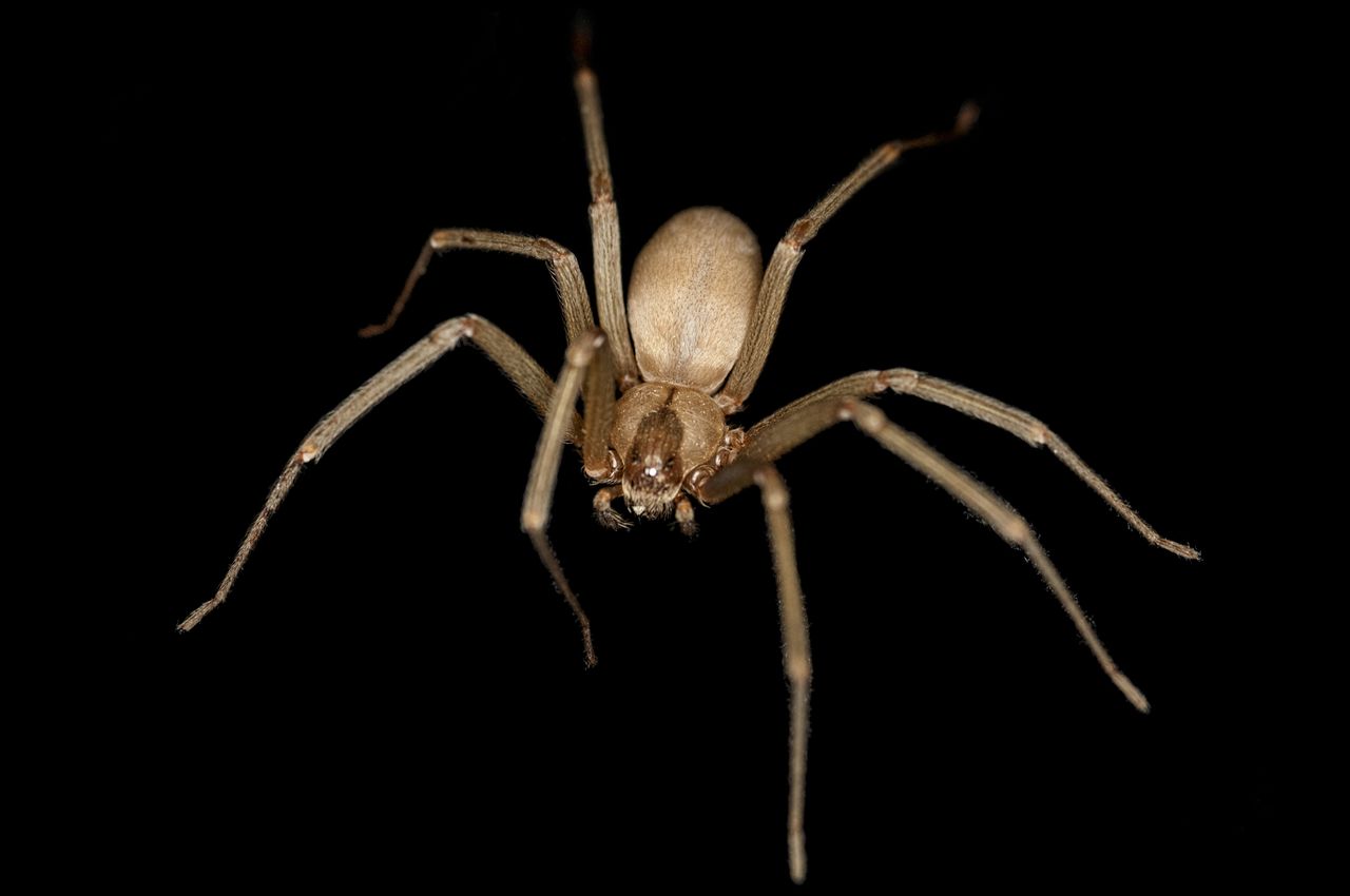 Brown Recluse Spider Treatment in Rainsville, AL