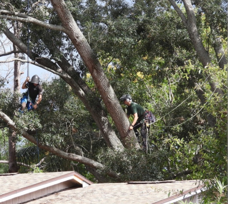 Emergency Tree Removal in East Texas