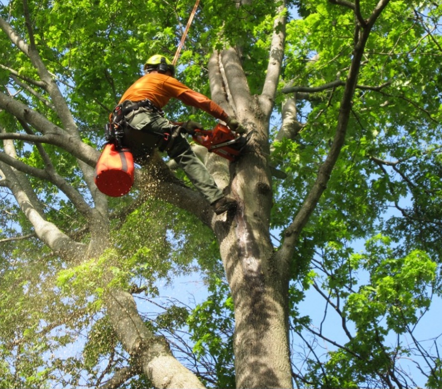 Arborist services in Freestone County, TX