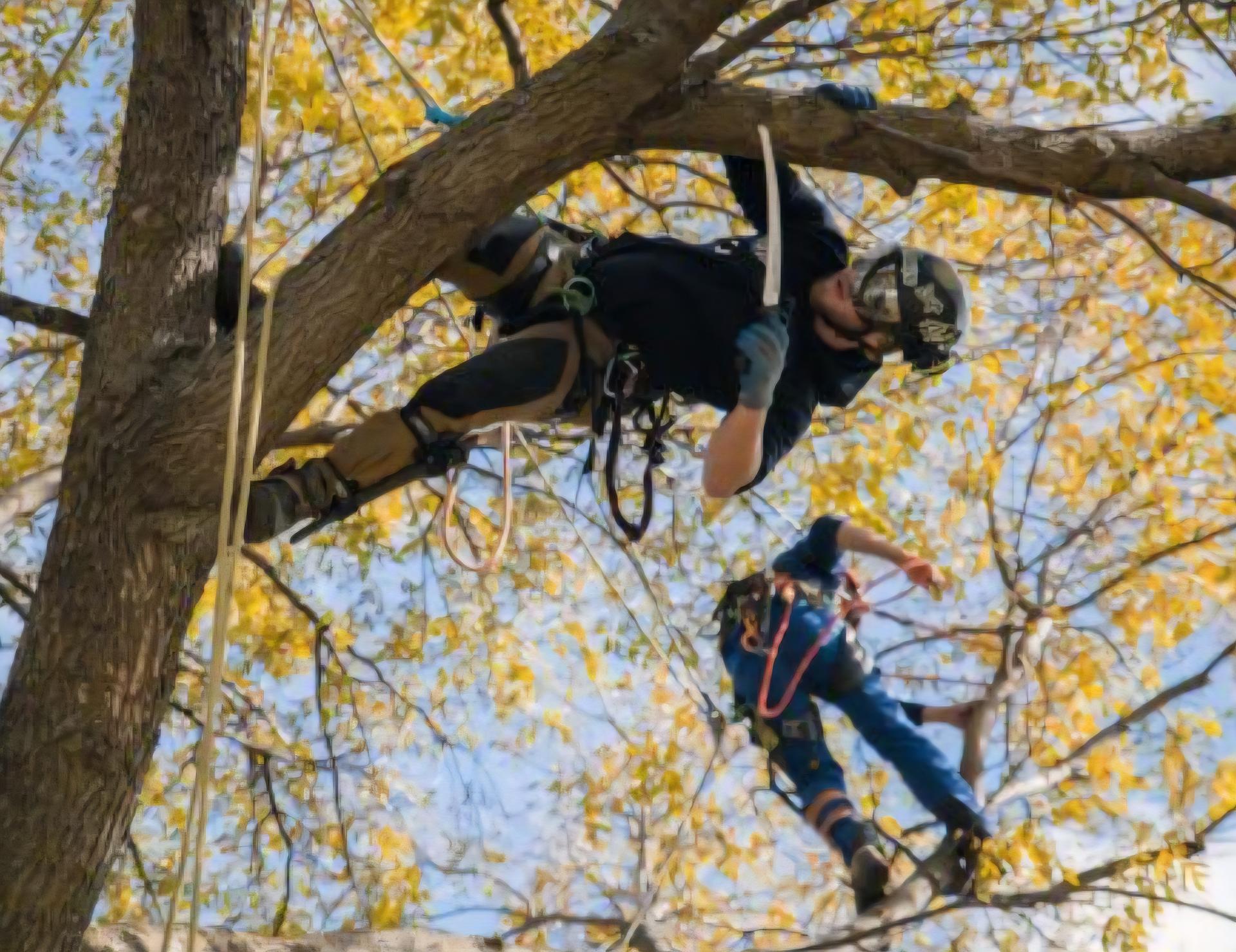 Tree stump removal in East Texas