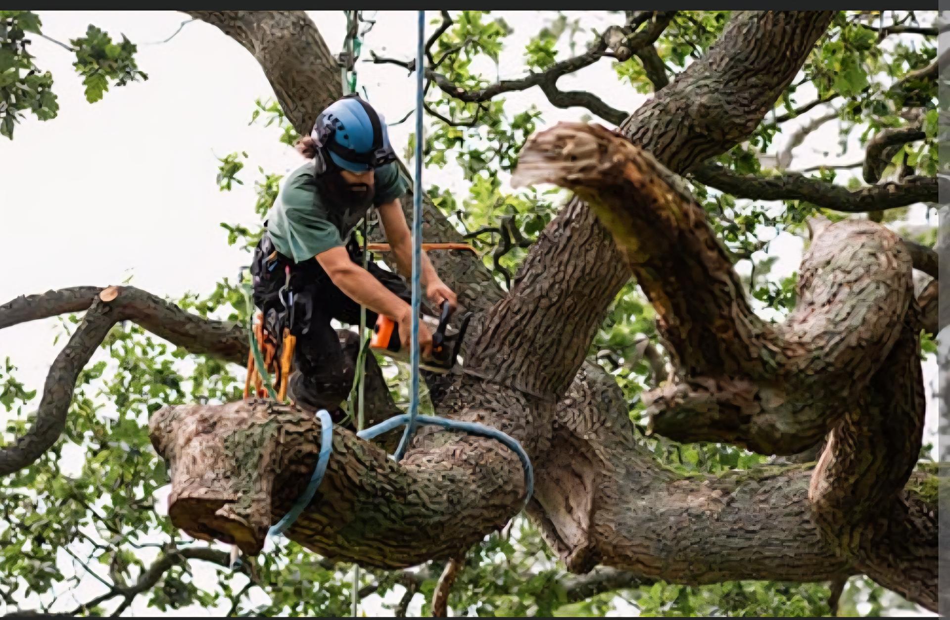 Arborist services in Anderson County, TX
