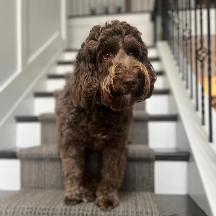 Custom stair runners in Cumming, GA