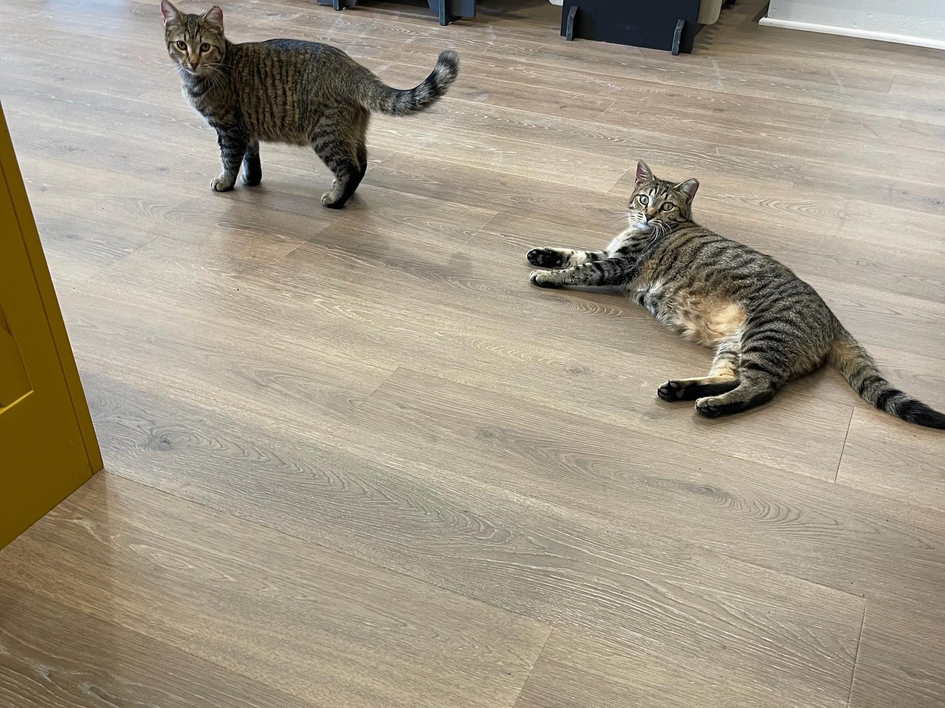 Laminate floor installation in Cumming, GA Laminate floor installation in Cumming, GA