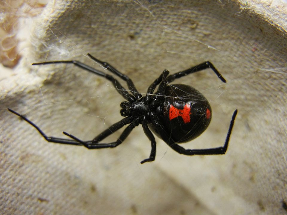 Black Widow