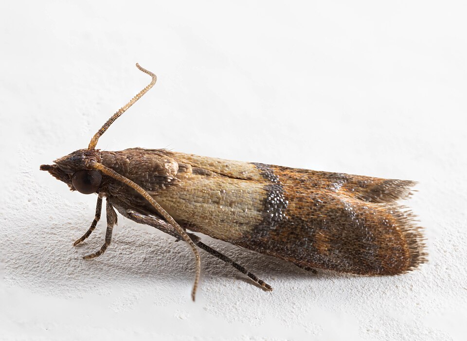 Indianmeal Moth