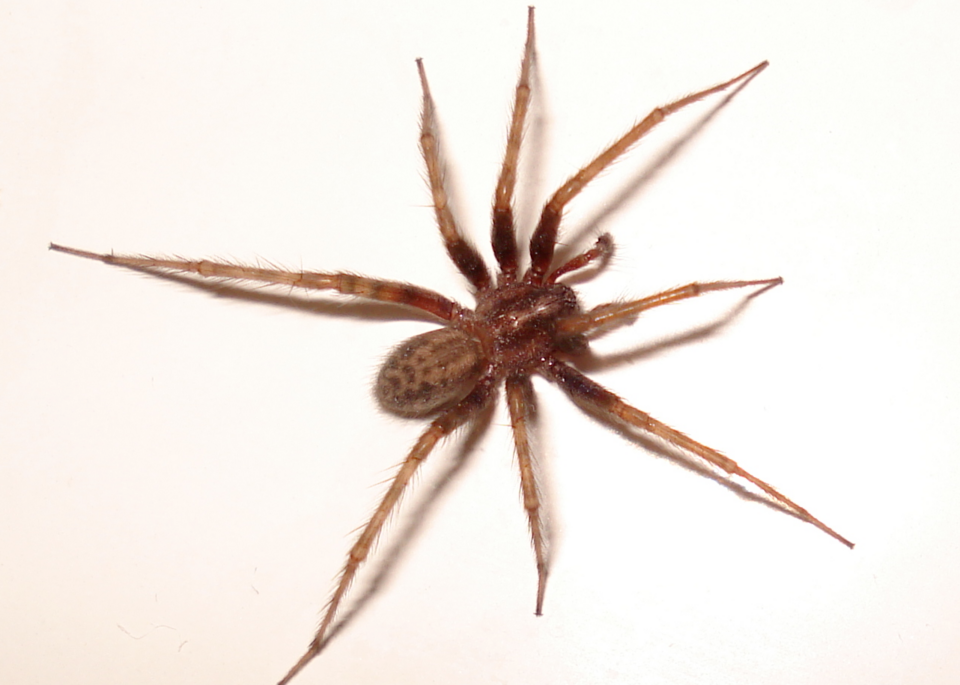 Spiders