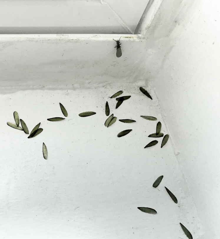 Winged Reproductive Termites (Swarmers)