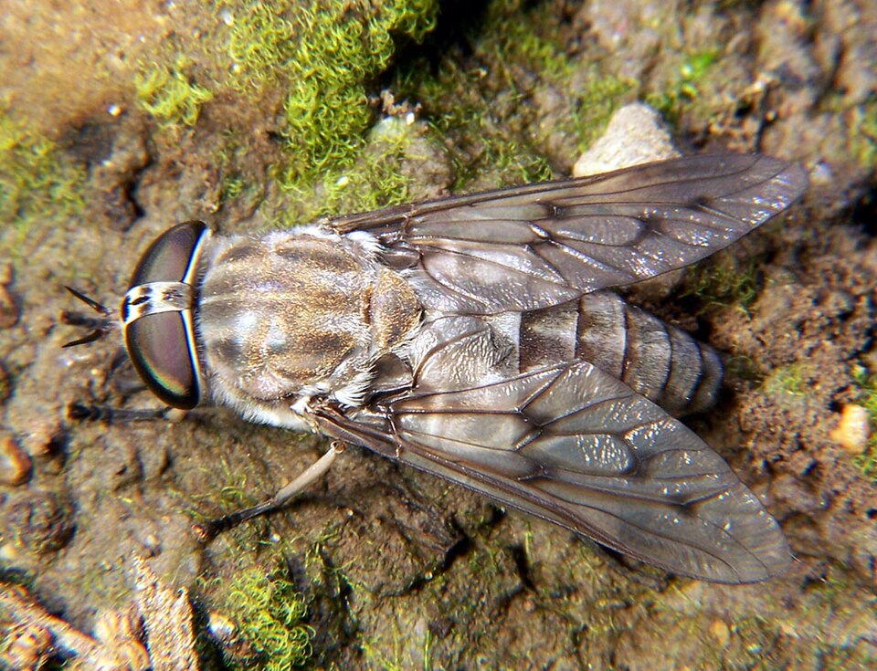 Horse Flies