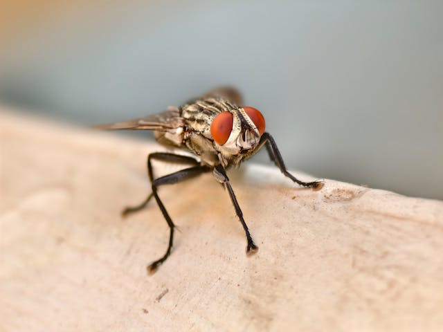 Fly Pest Control in Rolla, MO