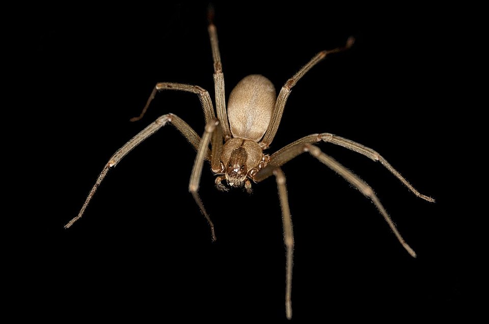 Brown Recluse