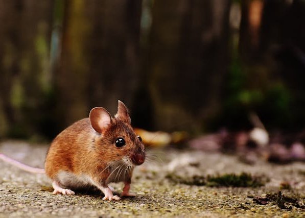Rodents