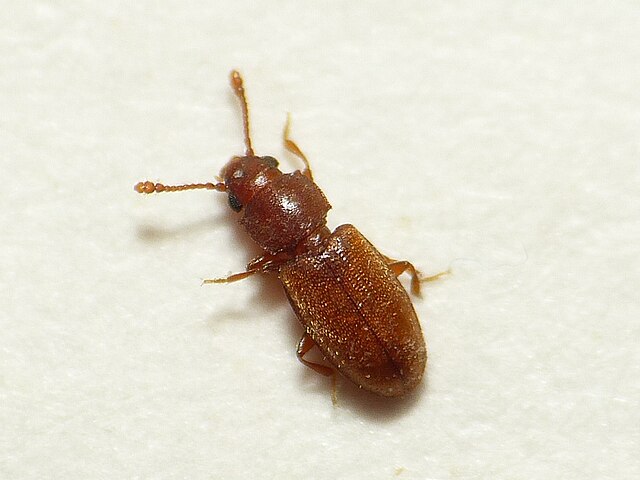 Foreign Grain Beetle