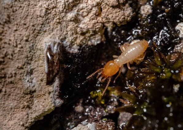 Termites