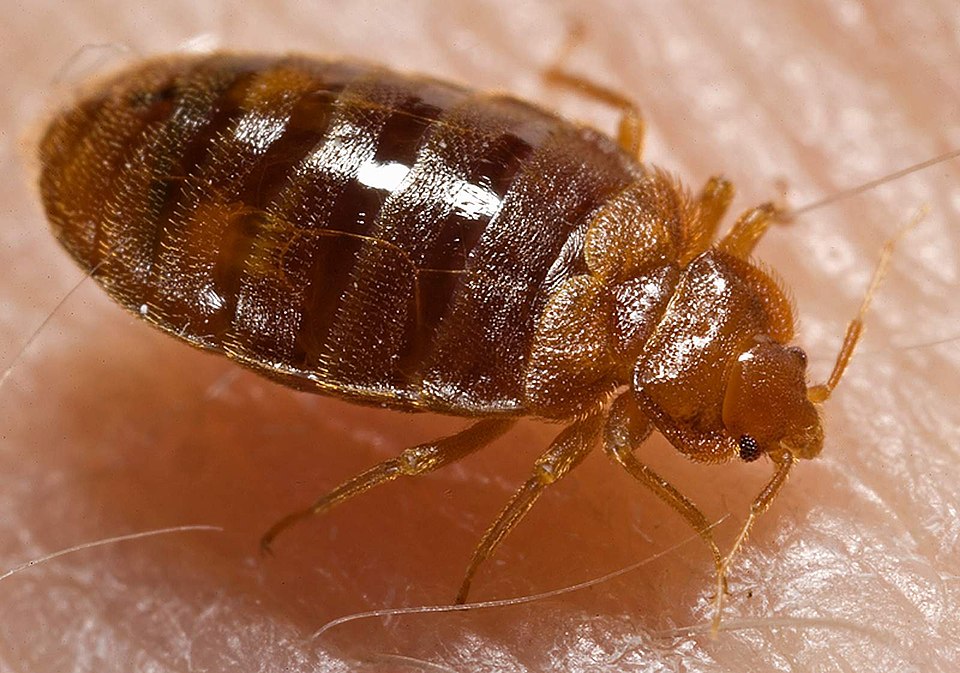 Bed Bug Control in Rolla, MO