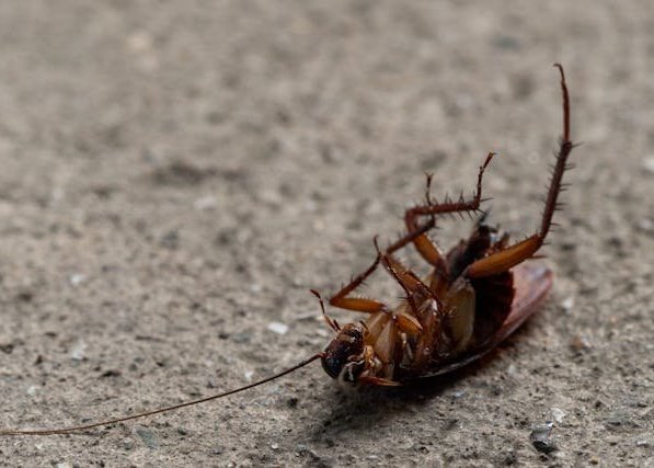 Cockroaches
