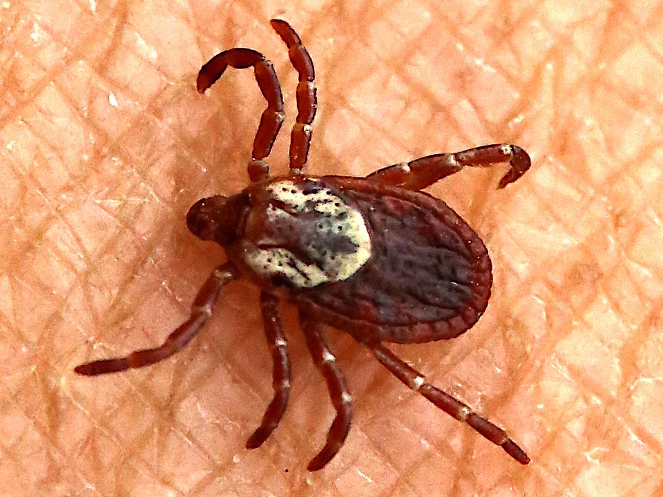 American Dog Tick