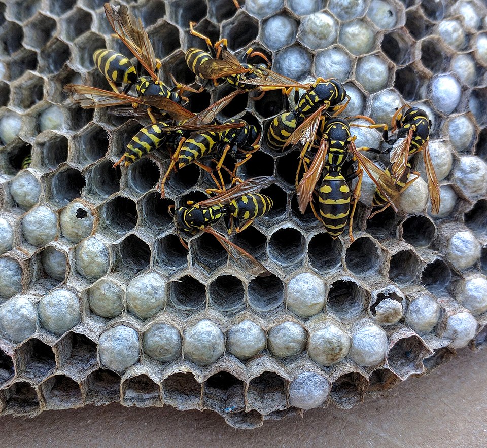 Paper Wasp