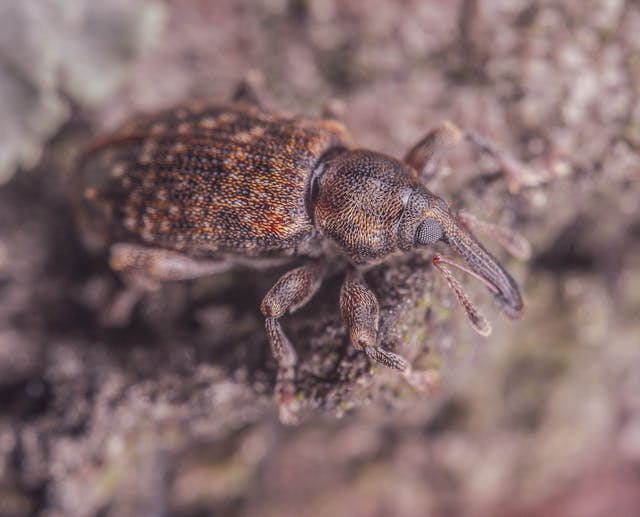 Stored Product Pest Control in Rolla and Central Missouri