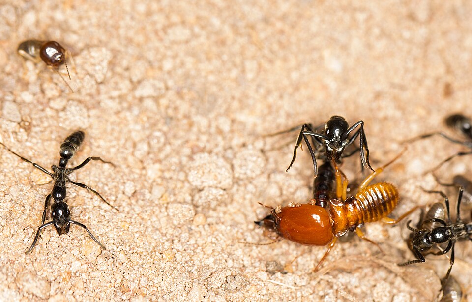 Soldier Termites 