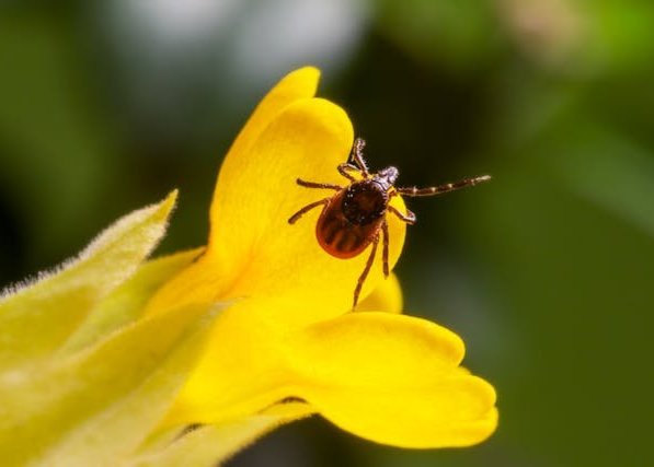 Ticks, Fleas, & Blood Feeders