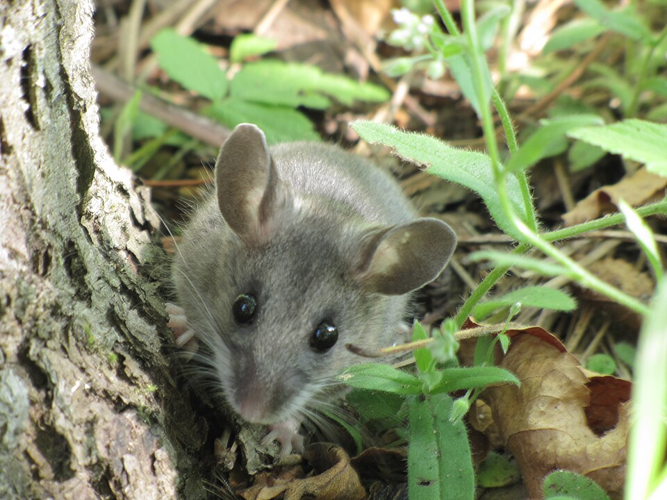 Deer Mouse